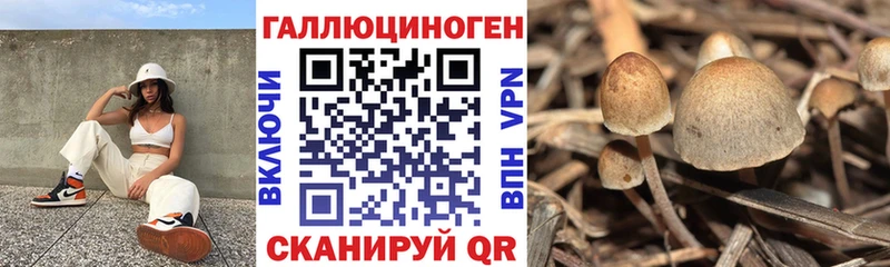 Псилоцибиновые грибы Psilocybe  ссылка на мегу   Приозерск 